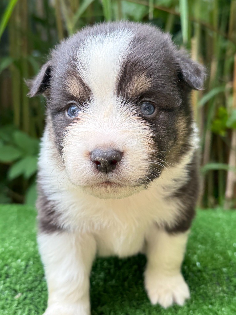De La Cour Des Iles - Chiots disponibles - Berger Américain Miniature 