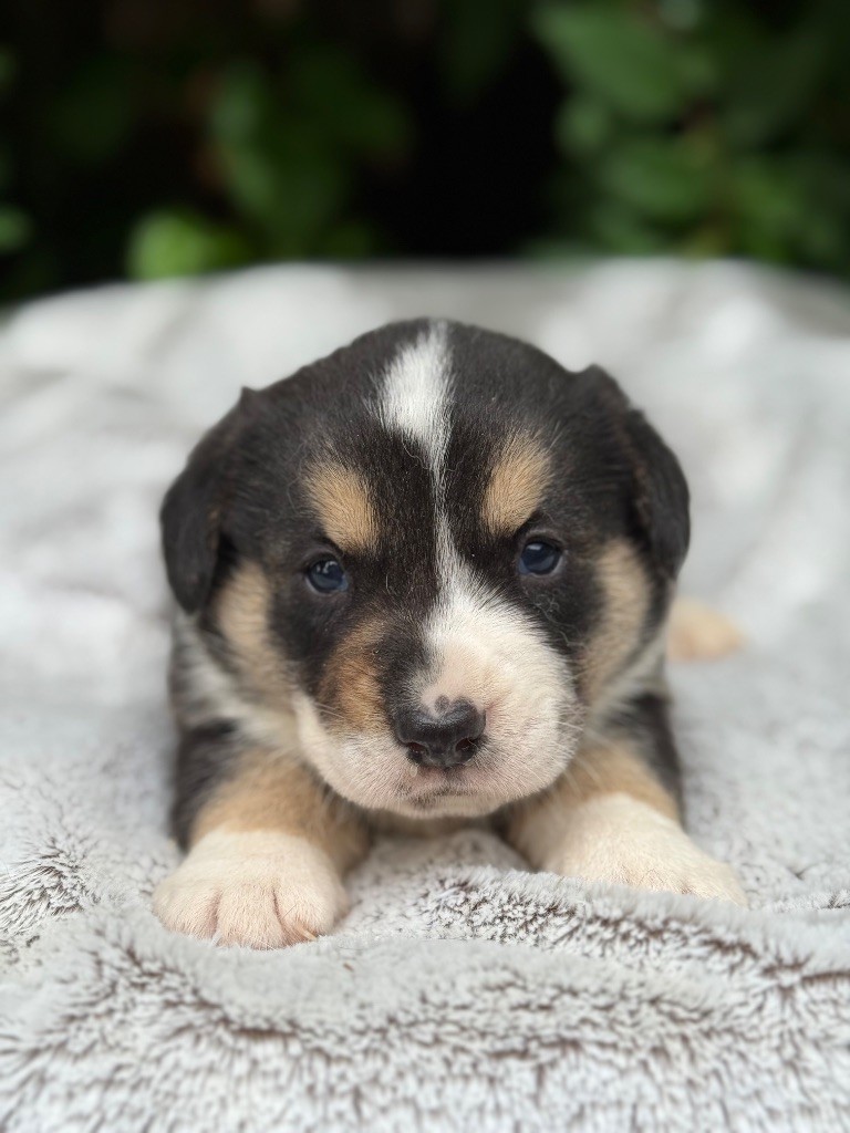 De La Cour Des Iles - Chiots disponibles - Welsh Corgi Cardigan