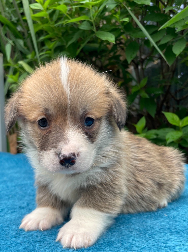 De La Cour Des Iles - Chiots disponibles - Welsh Corgi Pembroke