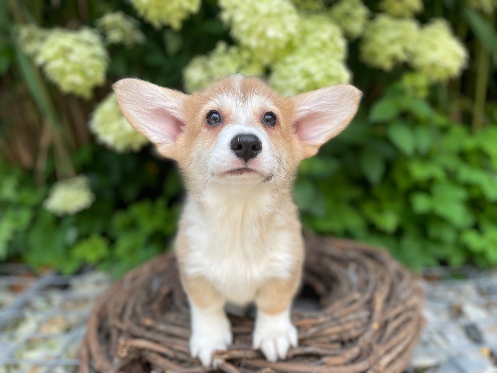 De La Cour Des Iles - Chiots disponibles - Welsh Corgi Pembroke