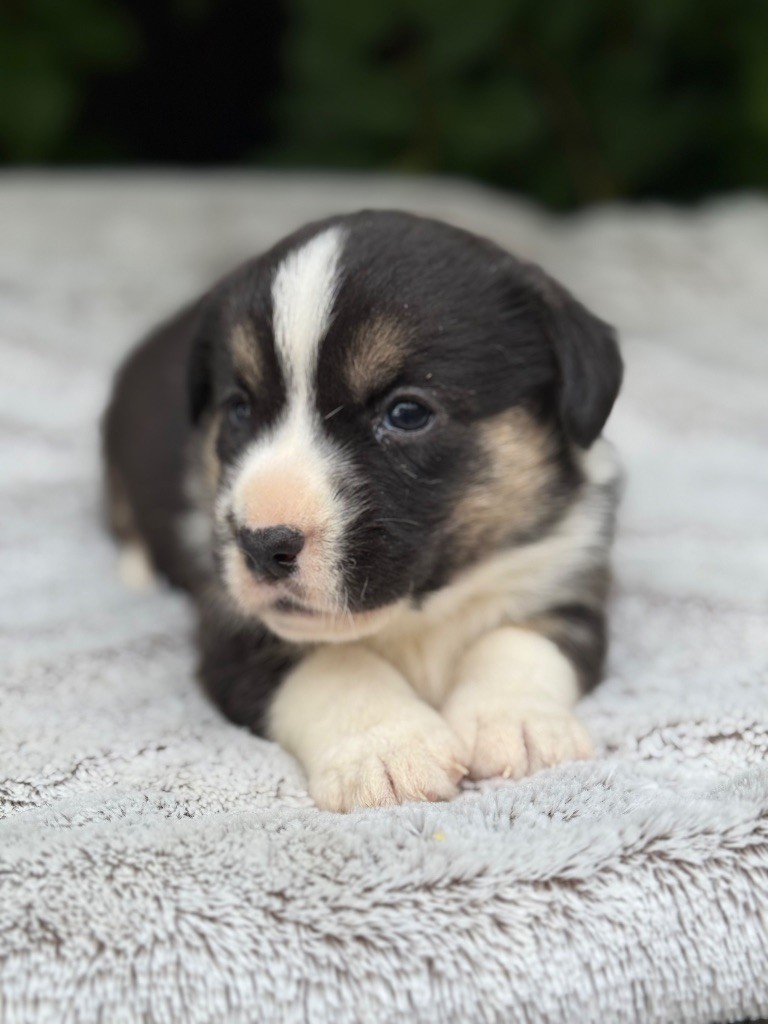 De La Cour Des Iles - Chiots disponibles - Welsh Corgi Cardigan