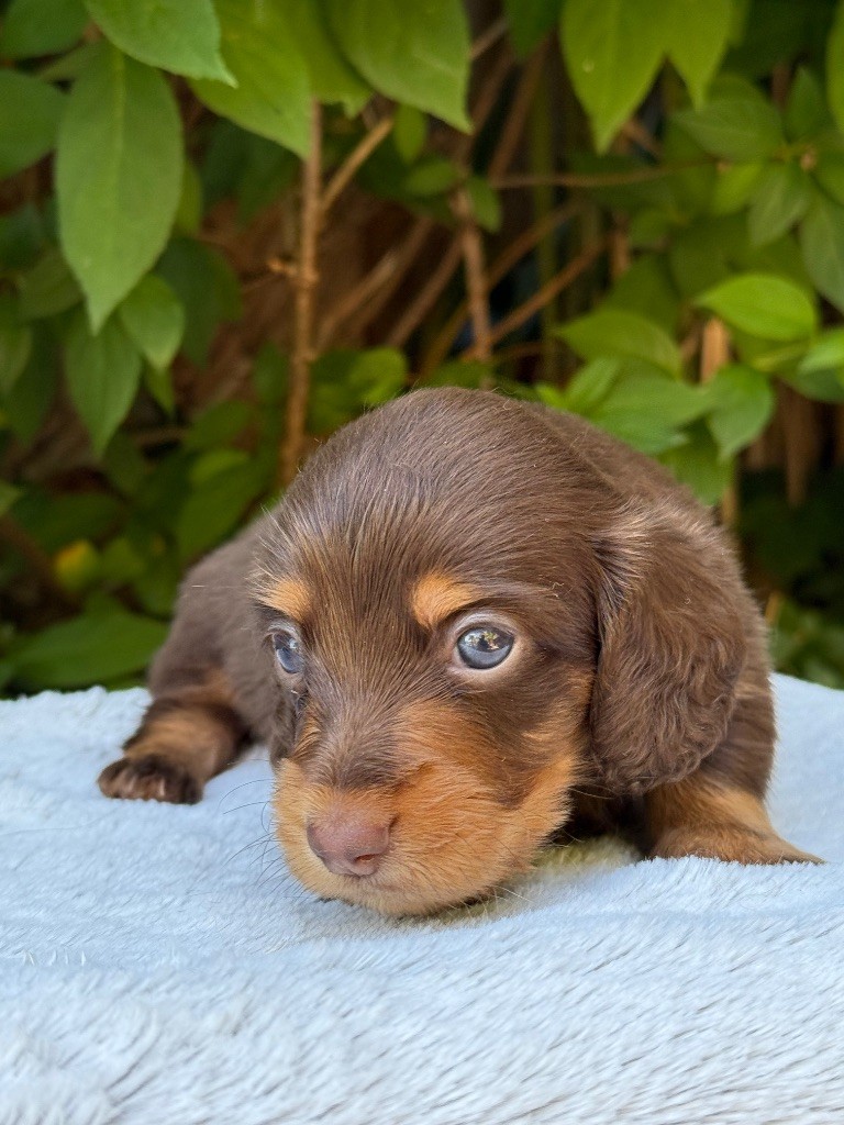 De La Cour Des Iles - Chiots disponibles - Teckel poil long