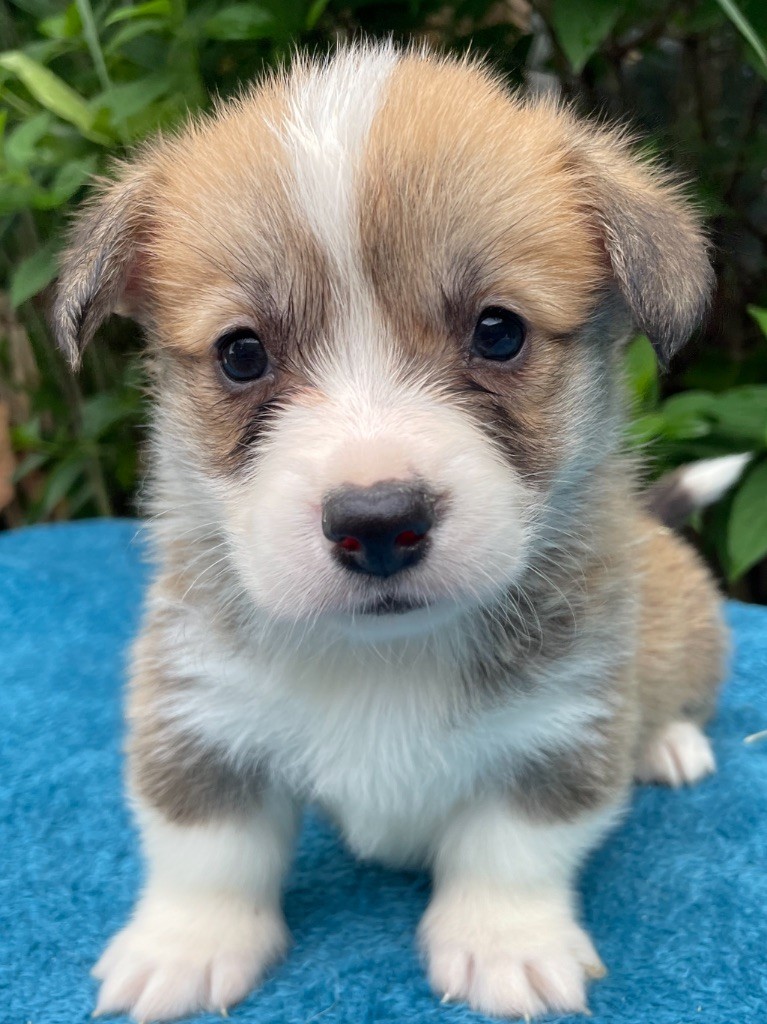 De La Cour Des Iles - Chiots disponibles - Welsh Corgi Pembroke