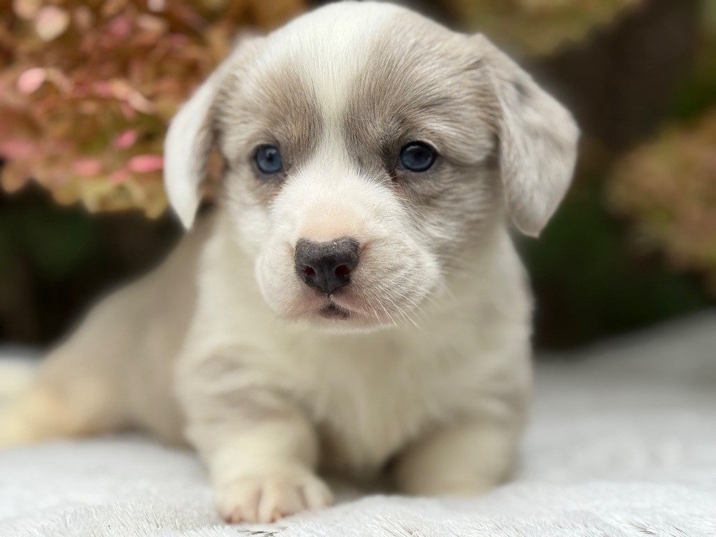 De La Cour Des Iles - Chiots disponibles - Welsh Corgi Cardigan