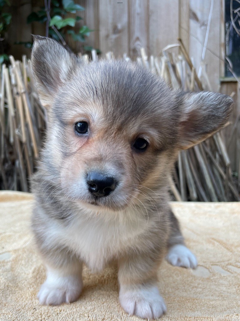 De La Cour Des Iles - Chiots disponibles - Welsh Corgi Pembroke