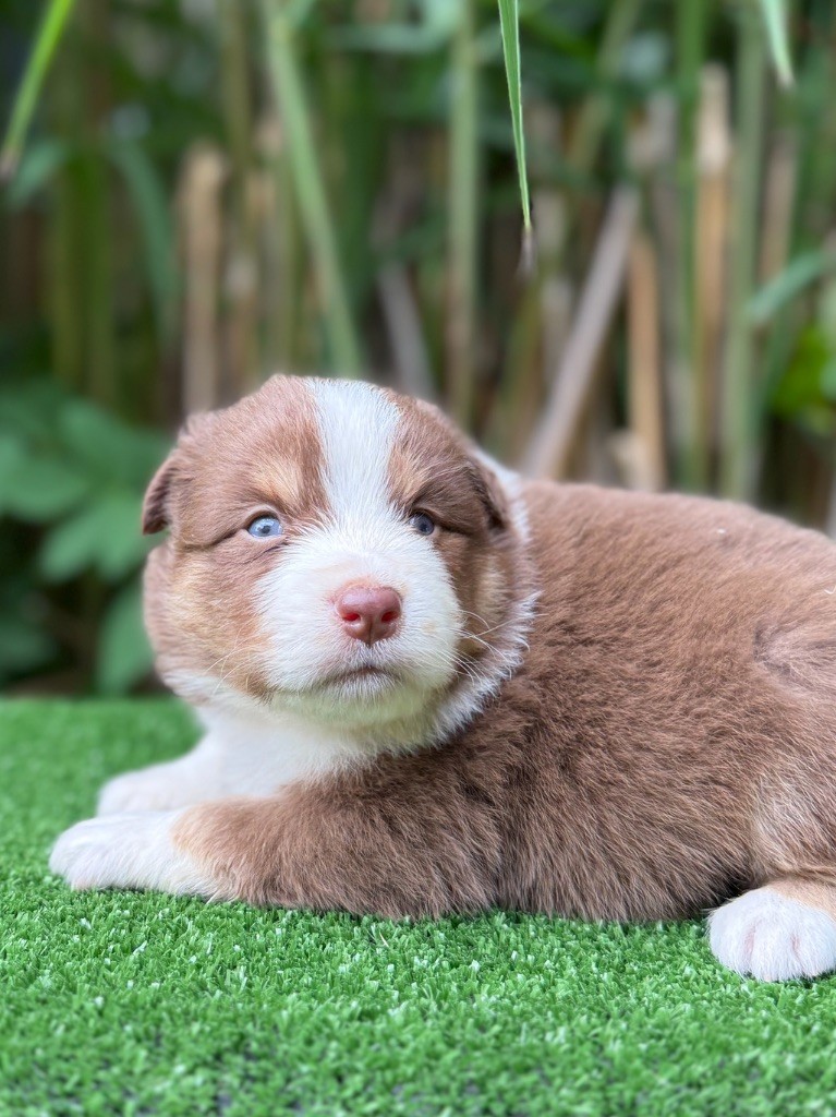 De La Cour Des Iles - Chiots disponibles - Berger Américain Miniature 