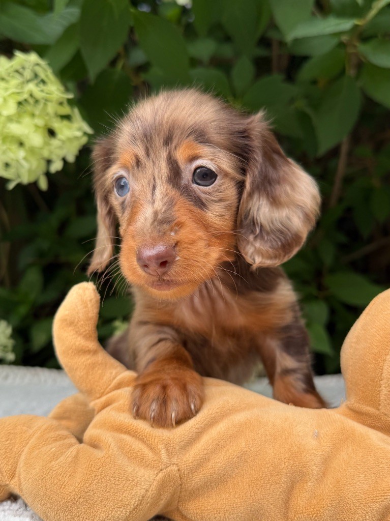 De La Cour Des Iles - Chiots disponibles - Teckel poil long