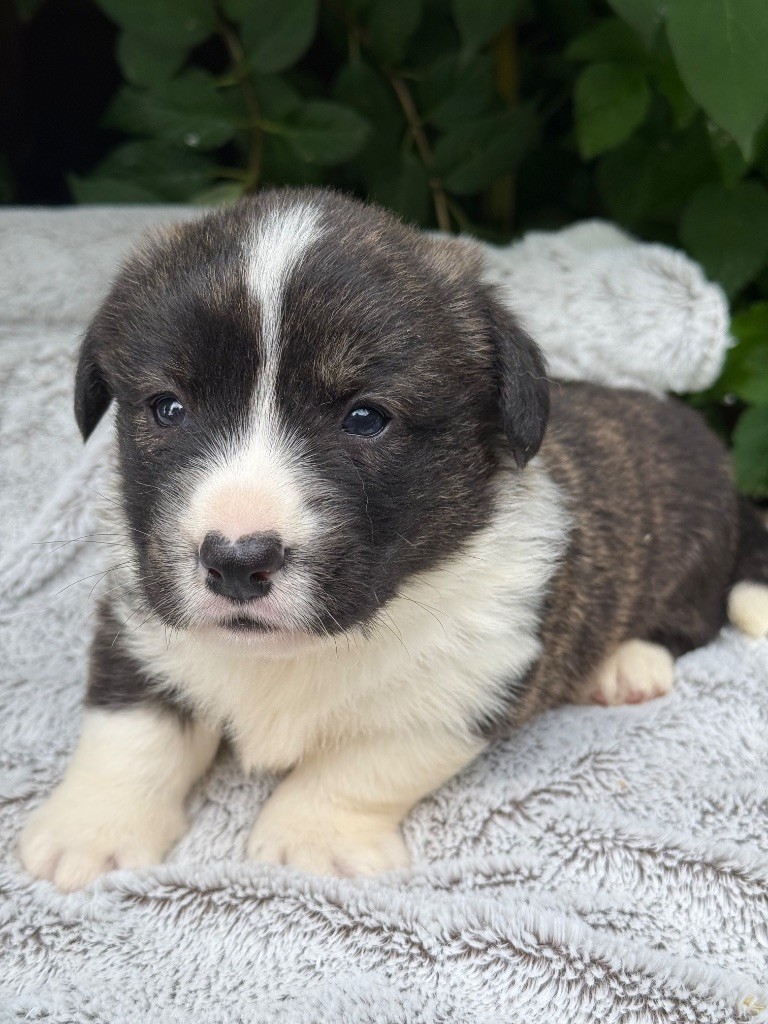 De La Cour Des Iles - Chiots disponibles - Welsh Corgi Cardigan