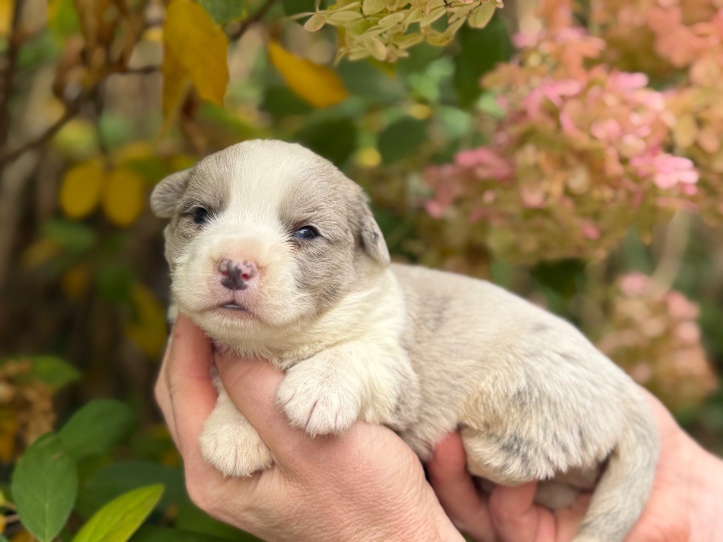 De La Cour Des Iles - Chiots disponibles - Welsh Corgi Cardigan