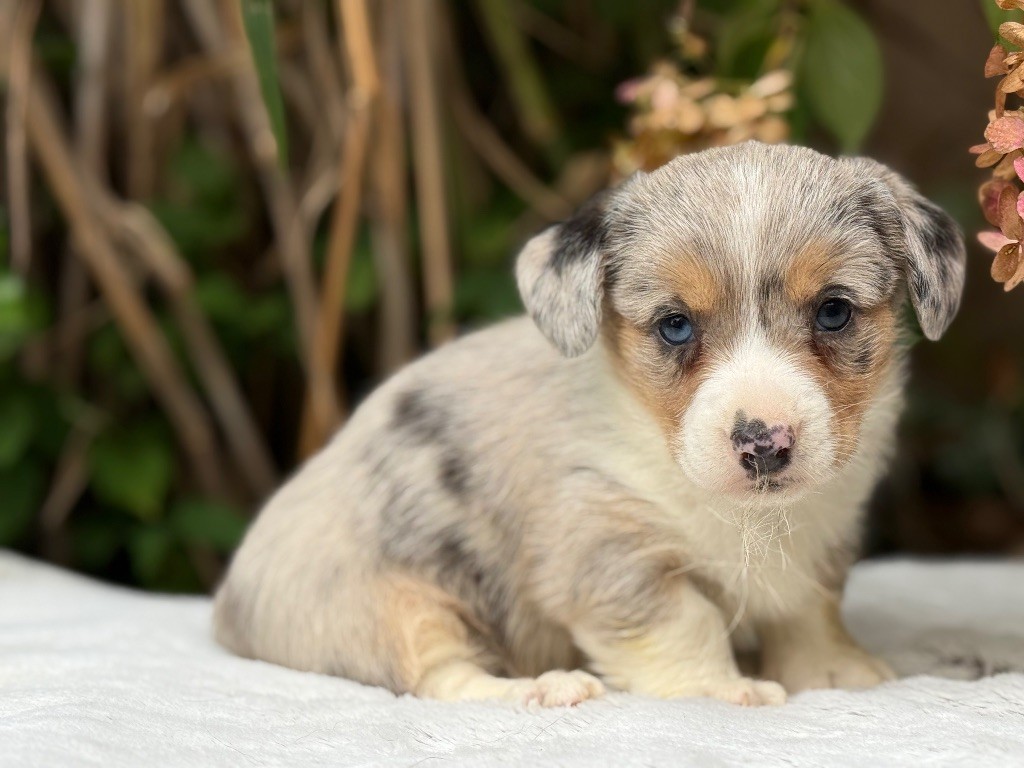 De La Cour Des Iles - Chiots disponibles - Welsh Corgi Cardigan
