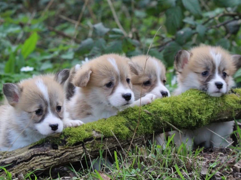 De La Cour Des Iles - Chiots disponibles - Welsh Corgi Pembroke