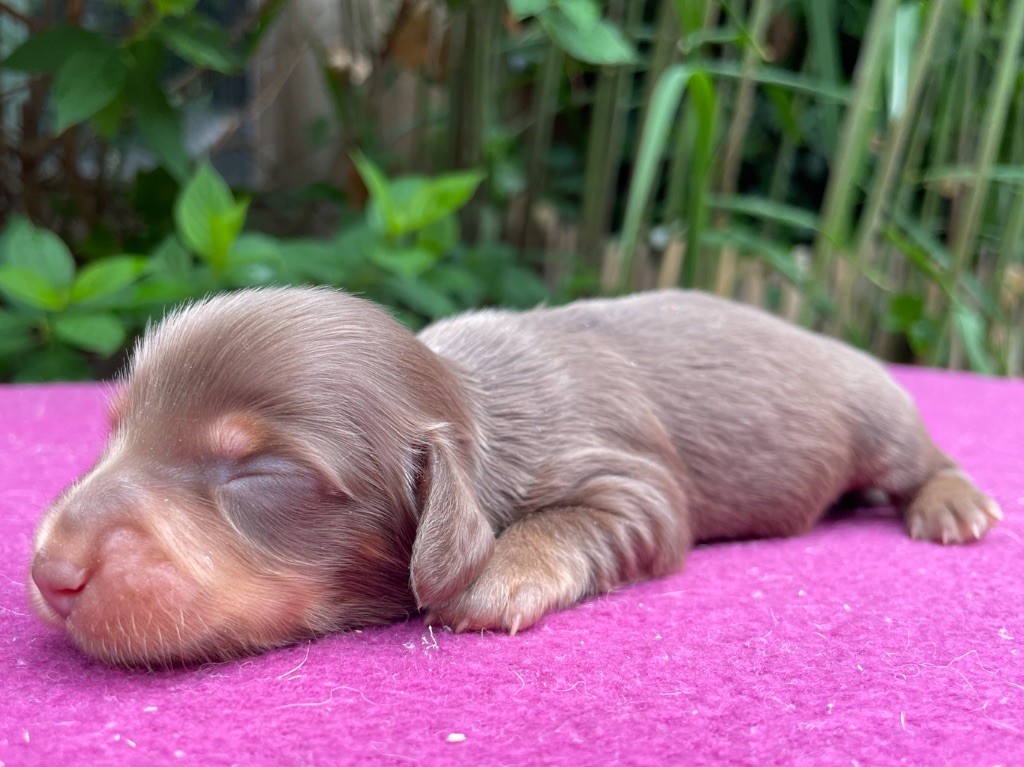 De La Cour Des Iles - Chiots disponibles - Teckel poil long