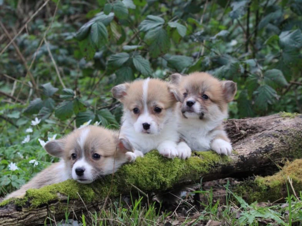 De La Cour Des Iles - Chiots disponibles - Welsh Corgi Pembroke