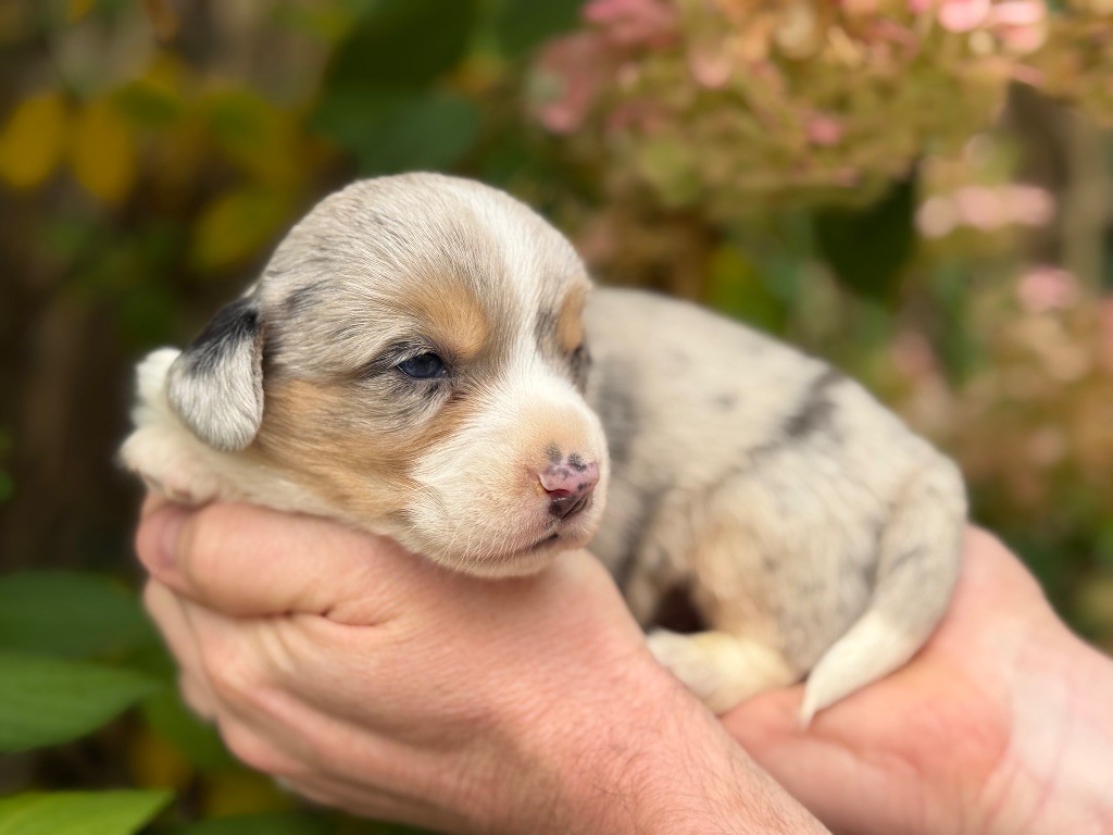 De La Cour Des Iles - Chiots disponibles - Welsh Corgi Cardigan