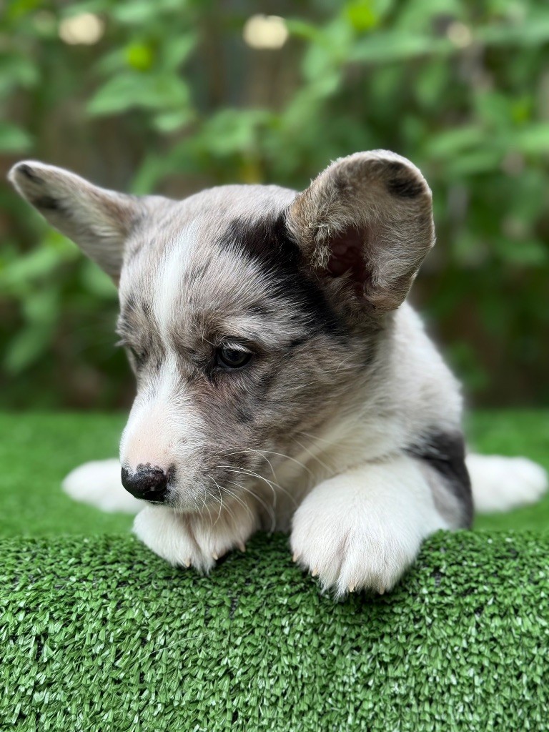 De La Cour Des Iles - Chiots disponibles - Welsh Corgi Cardigan