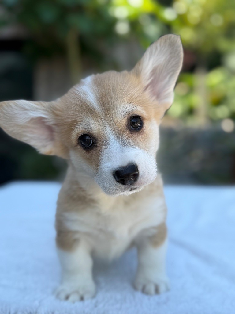 De La Cour Des Iles - Chiots disponibles - Welsh Corgi Pembroke