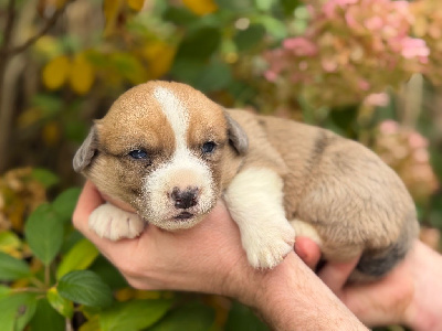 CHIOT 3