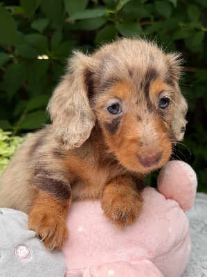 CHIOT 3