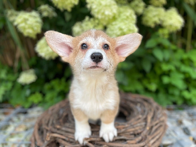 CHIOT 1