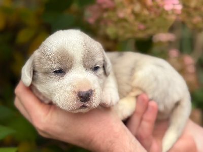 CHIOT 1