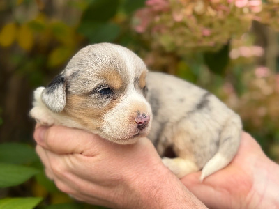 CHIOT 2