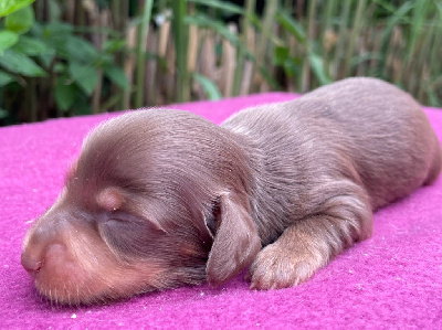 CHIOT 4