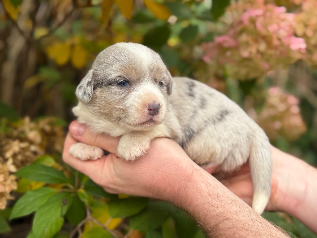 De La Cour Des Iles - Chiots disponibles - Welsh Corgi Cardigan