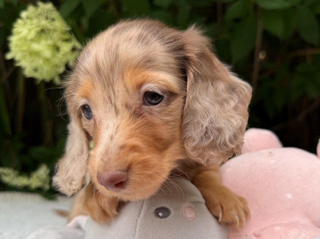 De La Cour Des Iles - Chiots disponibles - Teckel poil long
