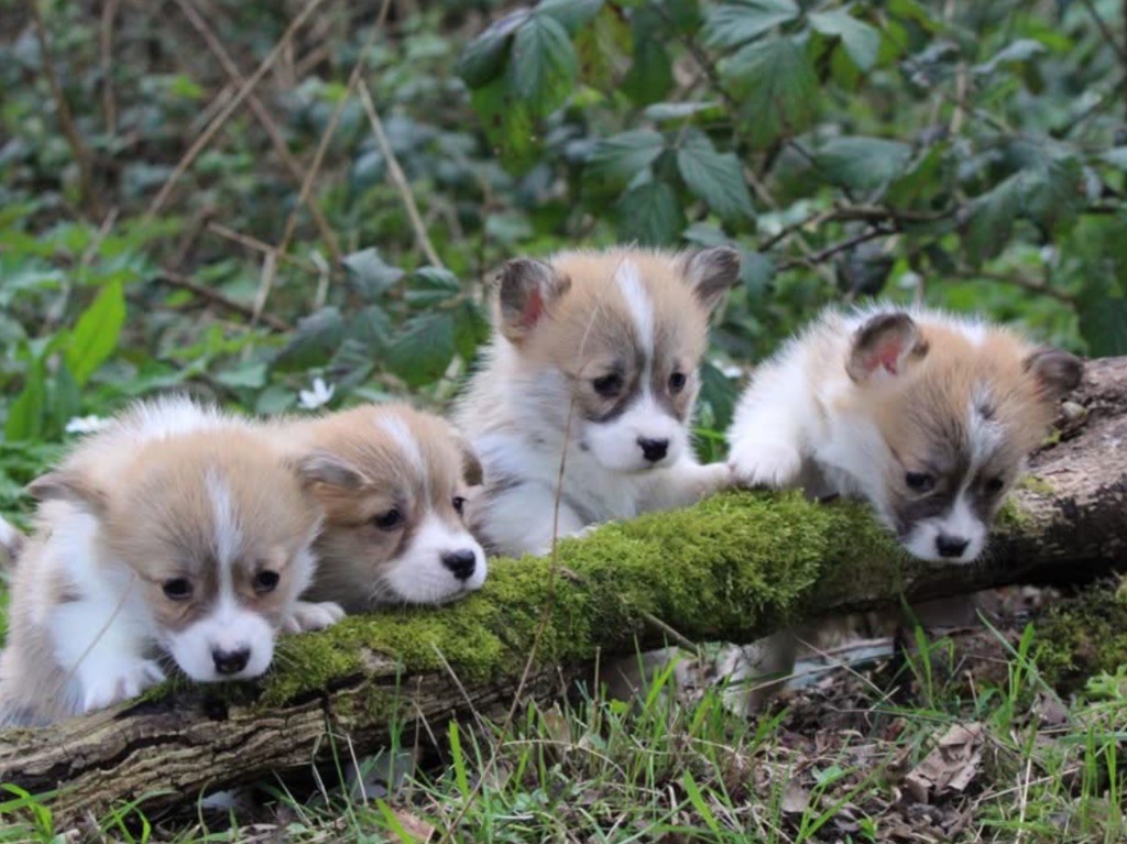 De La Cour Des Iles - Chiots disponibles - Welsh Corgi Pembroke