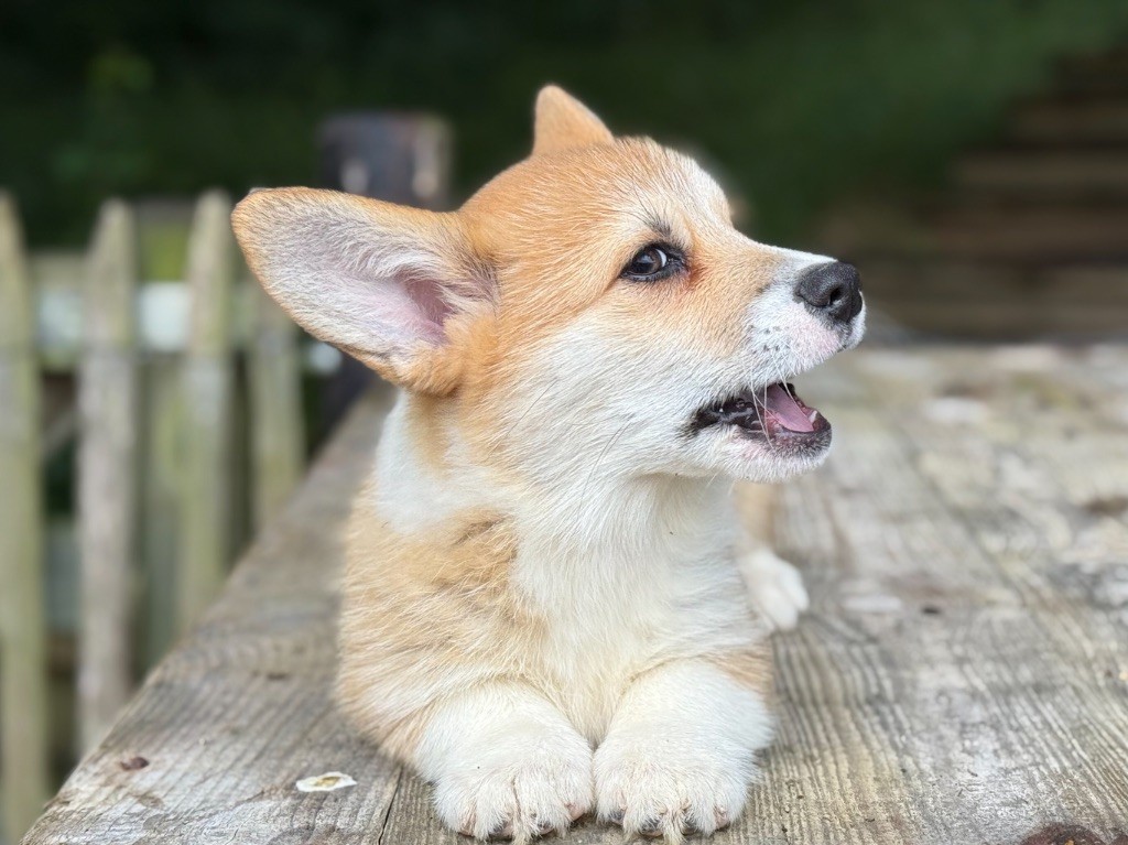 De La Cour Des Iles - Chiots disponibles - Welsh Corgi Pembroke