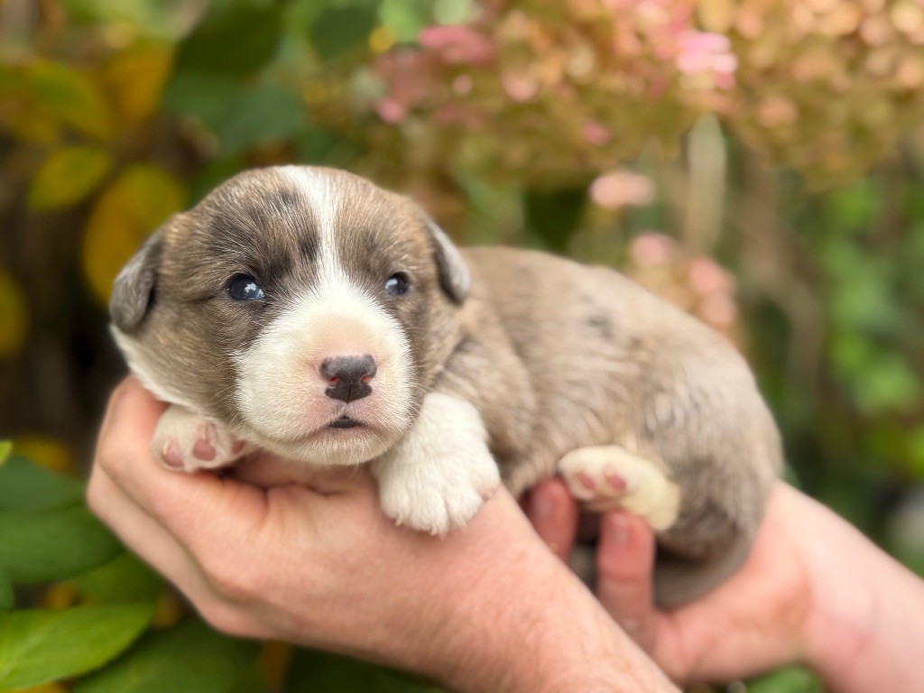 De La Cour Des Iles - Chiots disponibles - Welsh Corgi Cardigan