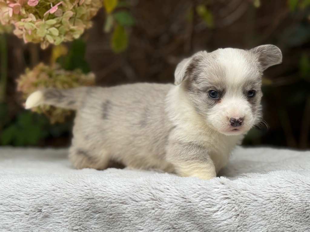 De La Cour Des Iles - Chiots disponibles - Welsh Corgi Cardigan