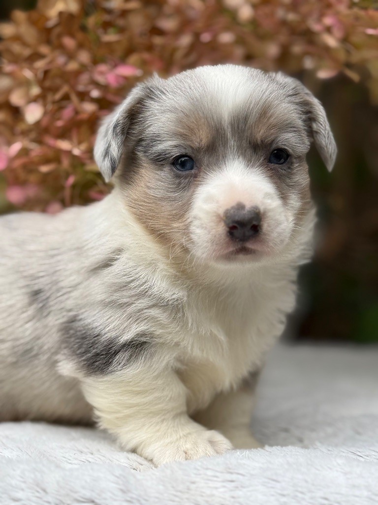 De La Cour Des Iles - Chiots disponibles - Welsh Corgi Cardigan