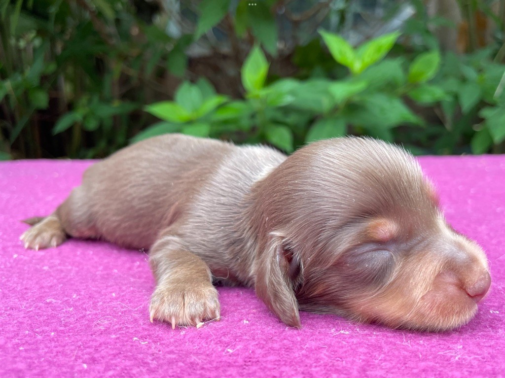 De La Cour Des Iles - Chiots disponibles - Teckel poil long