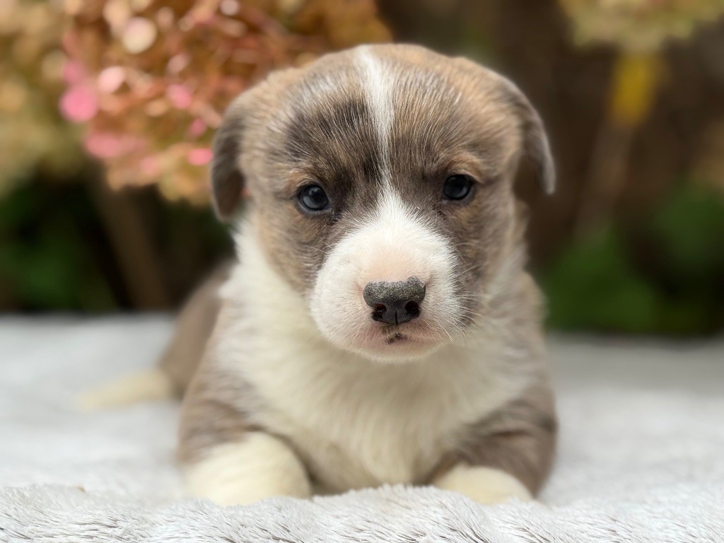 De La Cour Des Iles - Chiots disponibles - Welsh Corgi Cardigan