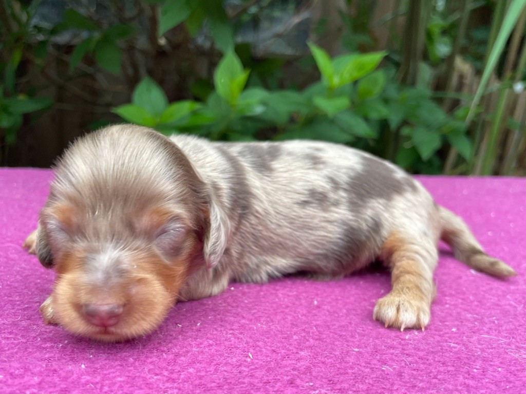 De La Cour Des Iles - Chiots disponibles - Teckel poil long
