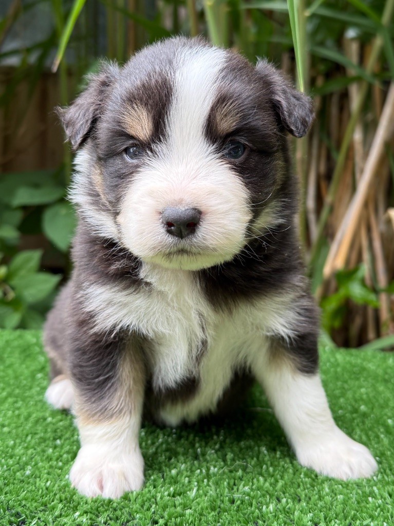 De La Cour Des Iles - Chiots disponibles - Berger Américain Miniature 