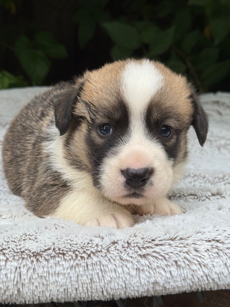 De La Cour Des Iles - Chiots disponibles - Welsh Corgi Cardigan